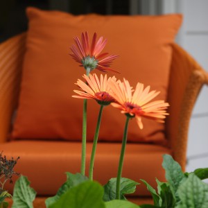 flowers next to a couch