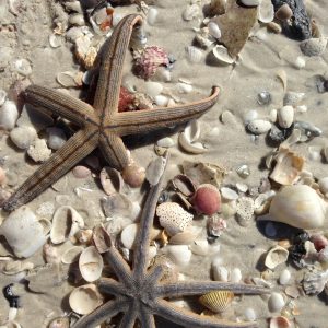beach shells and starfish